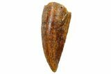 Serrated, Raptor Tooth - Real Dinosaur Tooth #249456-1